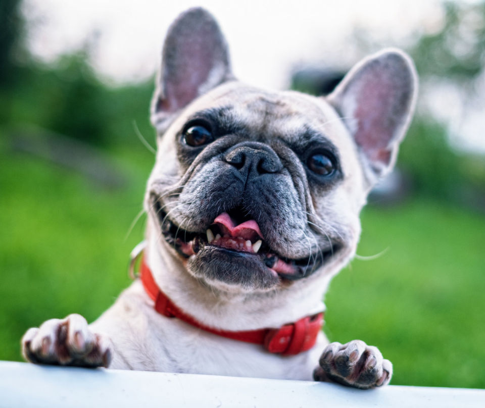 Dog at play in Daycare